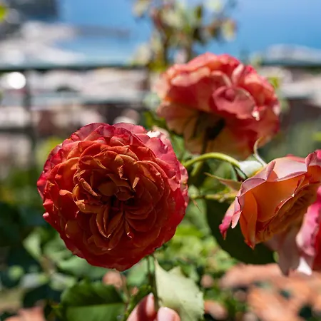 شقة Dimora Delle Rose - Ligurian Sea View Estate *